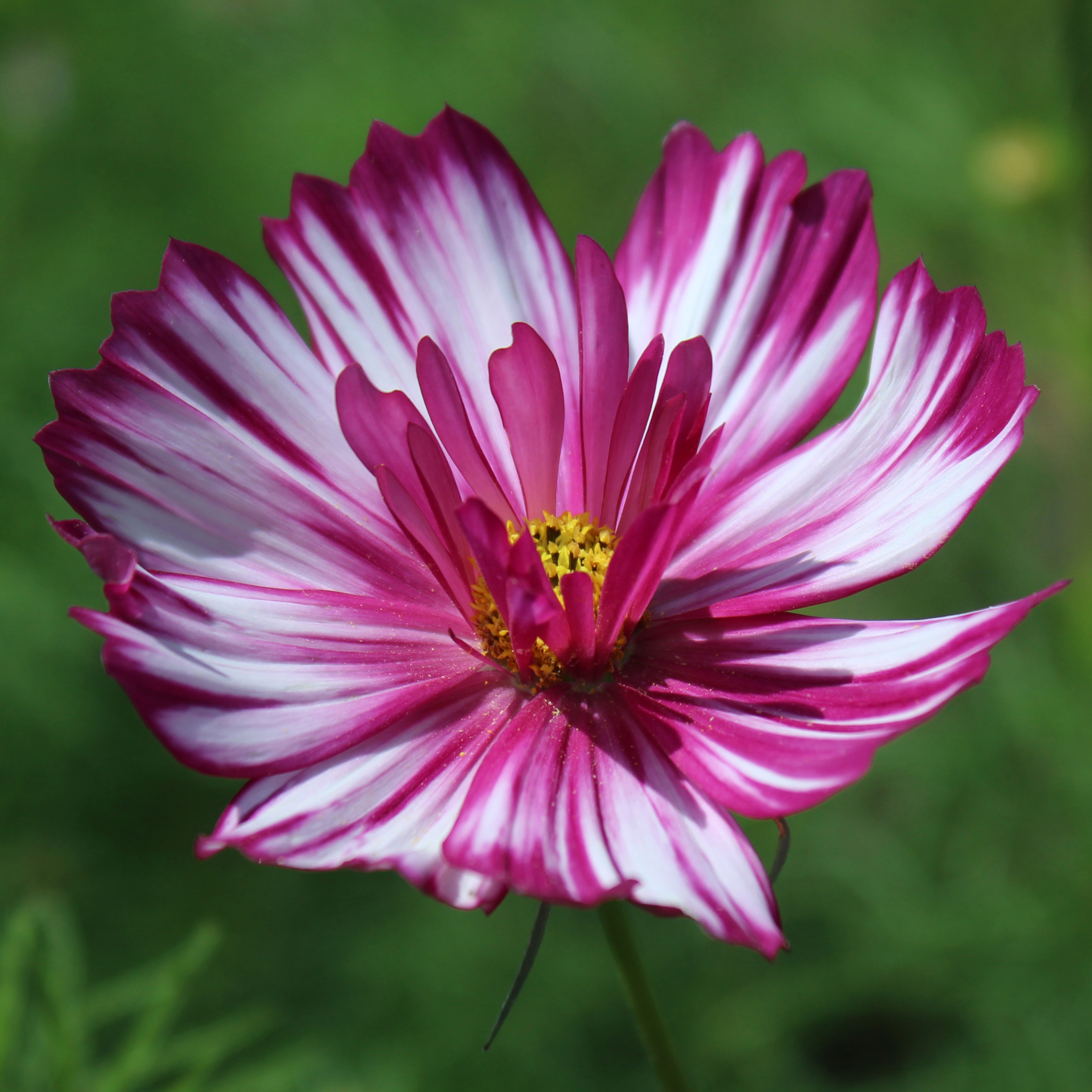 Cosmos Cosmos
